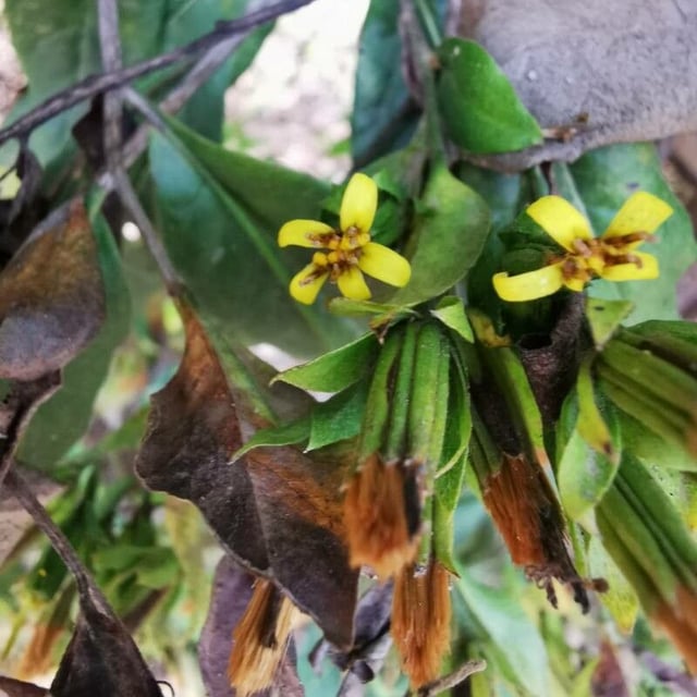 Tropical threefold