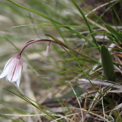 Gagea serotina — flower