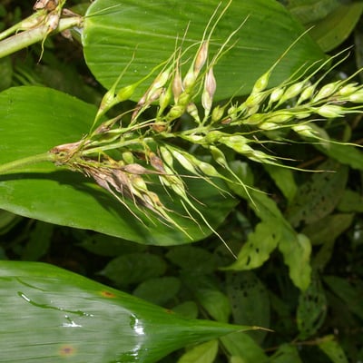 Olyra latifolia — flower