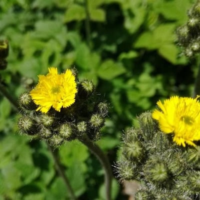 Pilosella cymosa — flower