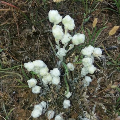 Bombycilaena erecta — flower