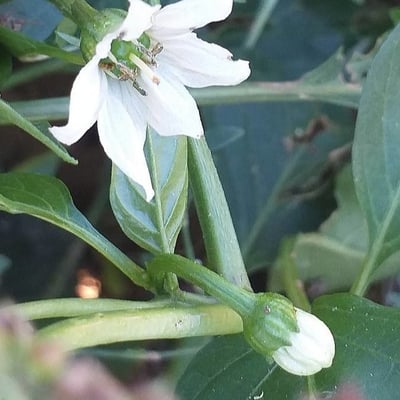 Capsicum annuum — flower