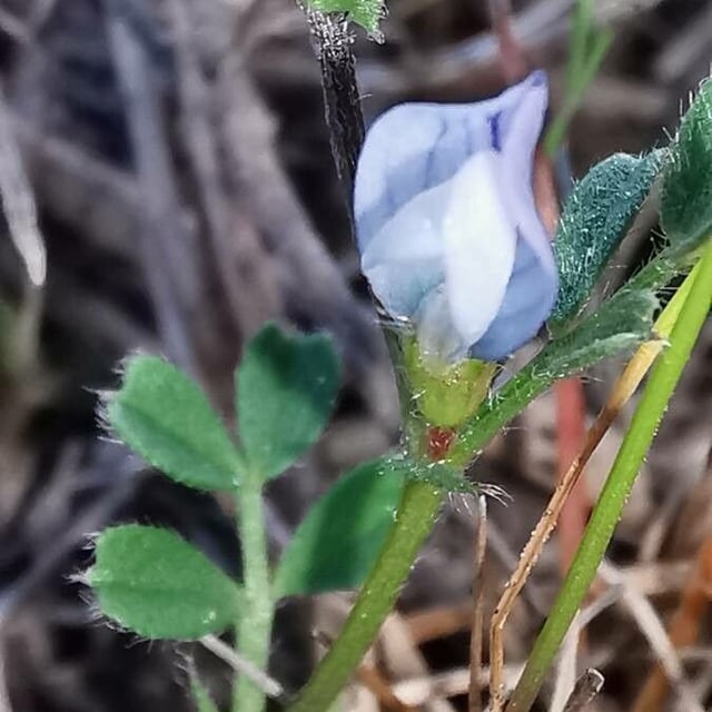 Vicia lathyroides — flower
