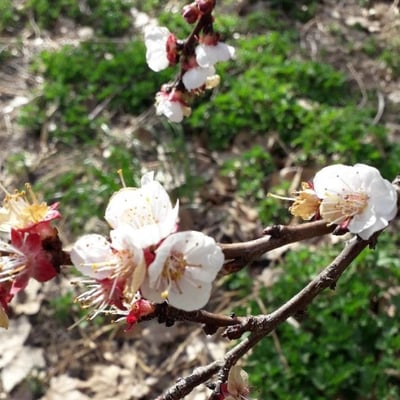 Prunus armeniaca — flower