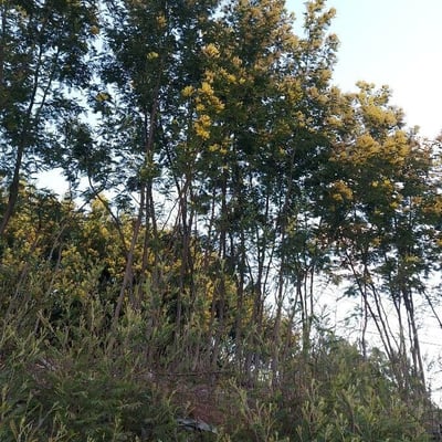Senna multijuga — flower