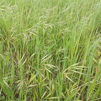 Bromus commutatus — flower