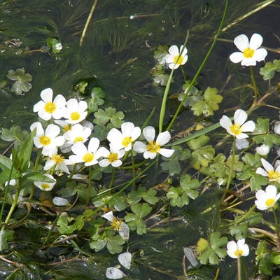 Ranunculus circinatus — flower