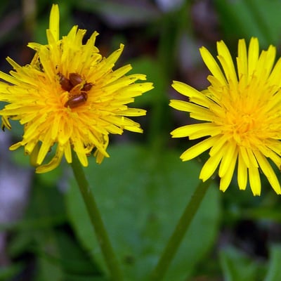 Crepis paludosa — flower