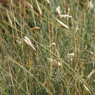 Lygeum spartum — flower