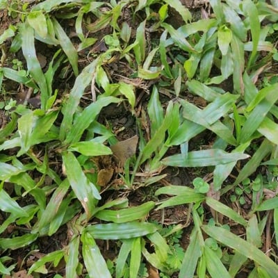 Axonopus compressus — flower
