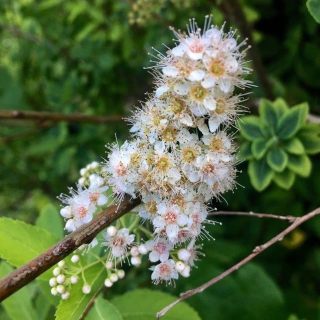 Spiraea alba — flower