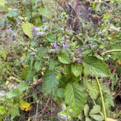 Mesosphaerum suaveolens — flower