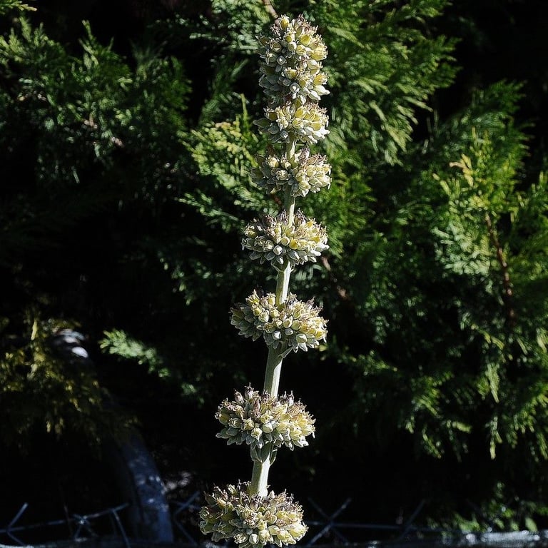 White sage