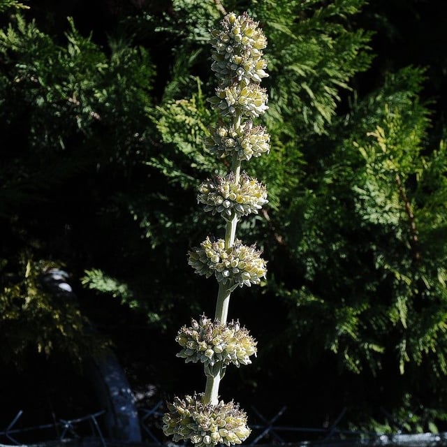 Salvia apiana — flower