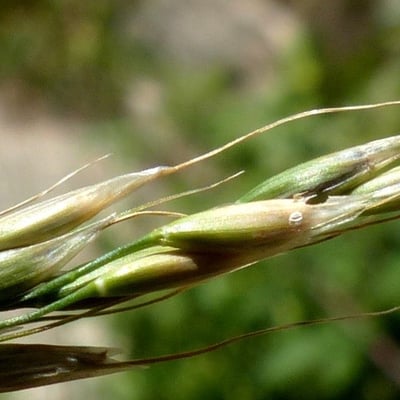 Achnatherum paradoxum — flower