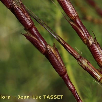 Aegilops cylindrica — flower