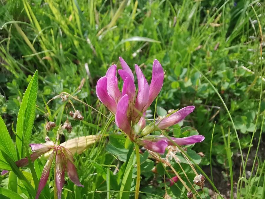 Alpine clover