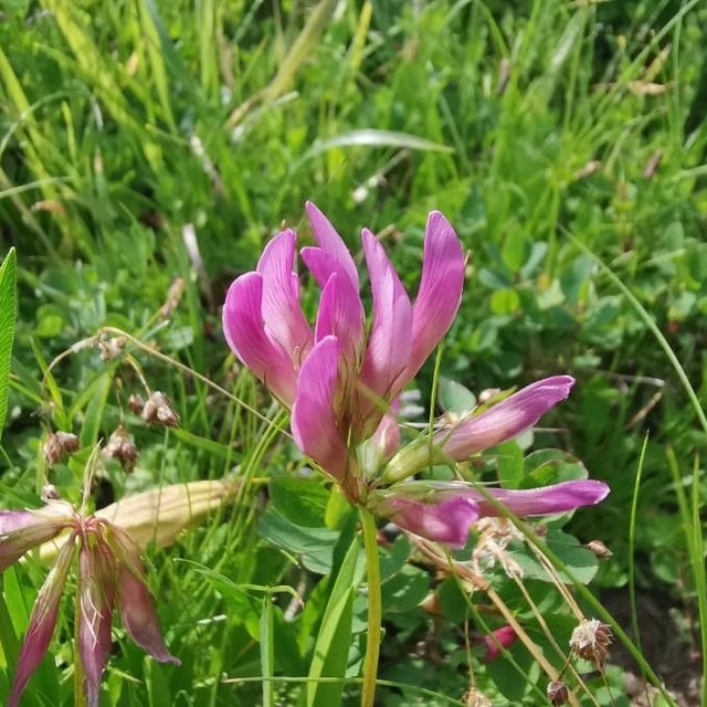 Trifolium alpinum — flower