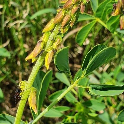 Crotalaria incana — flower