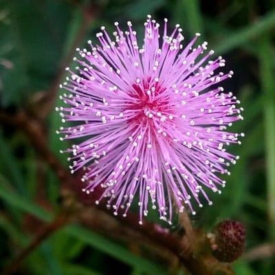 Mimosa pudica — flower
