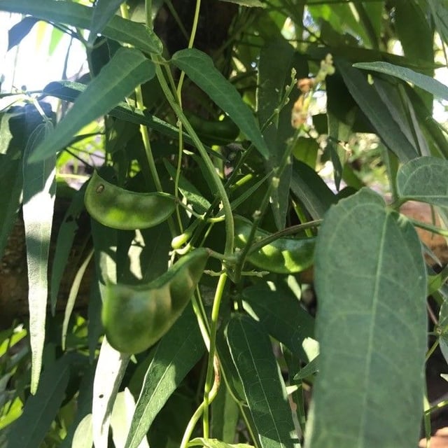 Phaseolus lunatus — flower