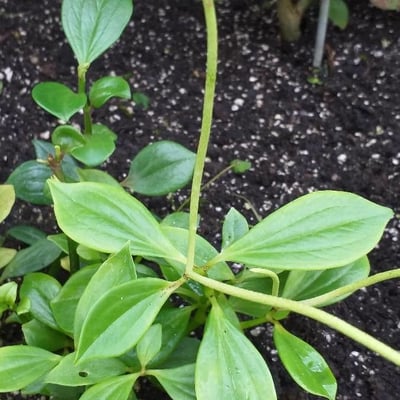 Peperomia glabella — flower