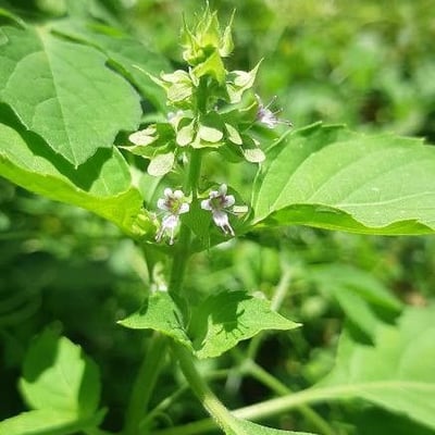 Ocimum campechianum — flower