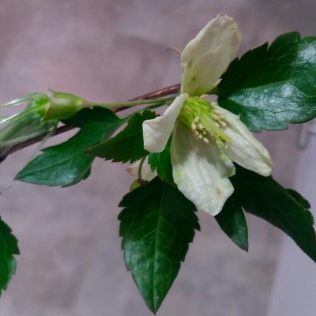 Clematis cirrhosa — flower