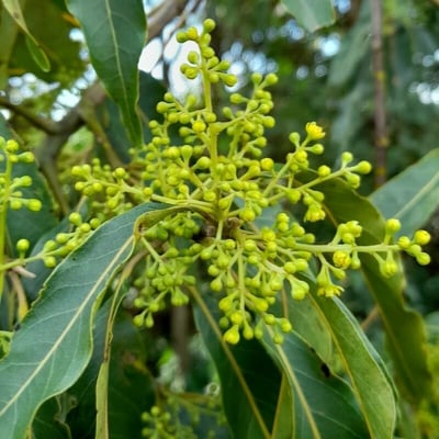 Ocotea puberula — flower
