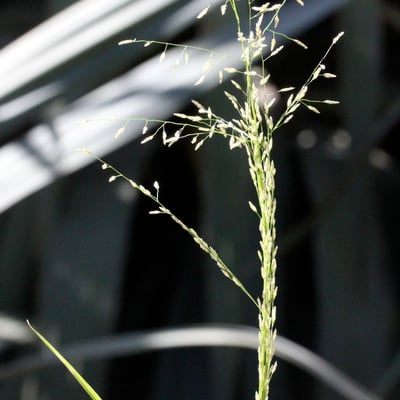 Eragrostis mexicana — leaf