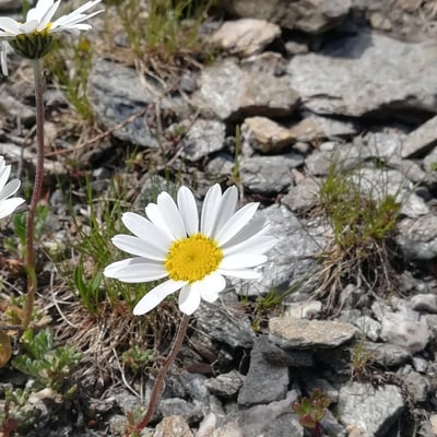 Leucanthemopsis alpina — flower