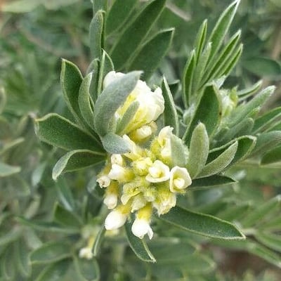 Anthyllis barba-jovis — flower