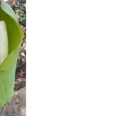 Anchomanes difformis — flower