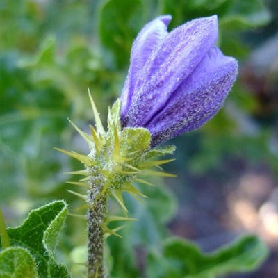 Solanum anguivi — flower