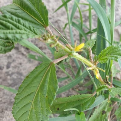 Corchorus aestuans — flower