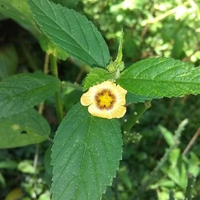 Sida urens — flower