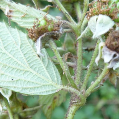 Rubus flexuosus — flower
