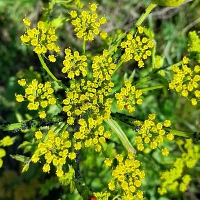 Pastinaca sativa — flower