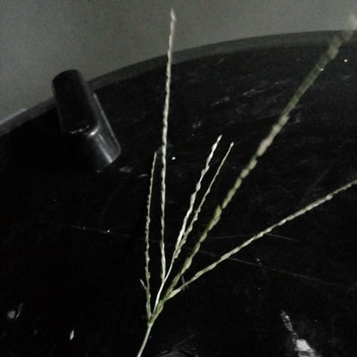 Digitaria ciliaris — flower