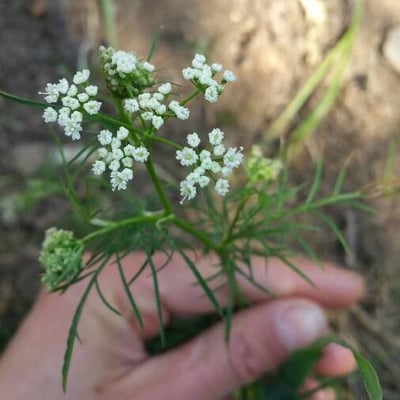 Conopodium majus — flower