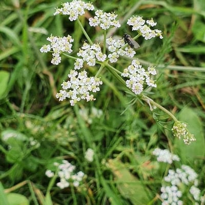 Carum carvi — flower