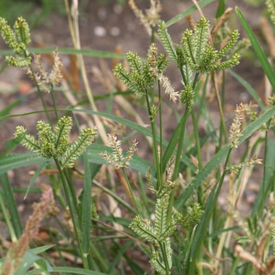 Eleusine coracana — flower