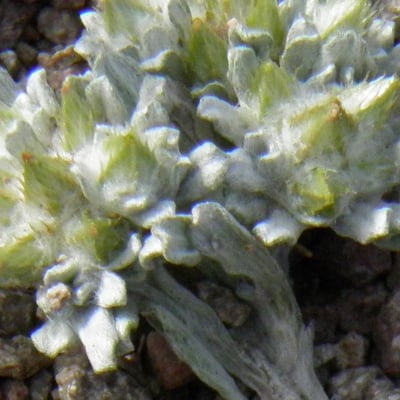Filago pyramidata — flower