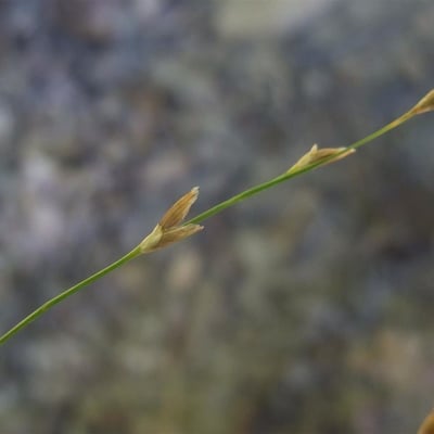 Glyceria notata — flower