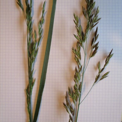 Bromus secalinus — flower