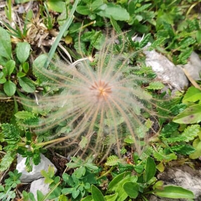 Geum montanum — flower
