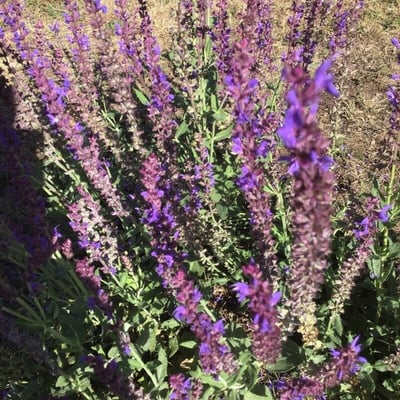 Salvia nemorosa — flower