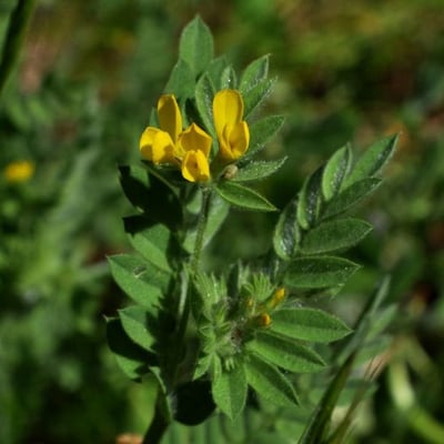 Ornithopus compressus — flower