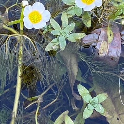 Ranunculus aquatilis — flower