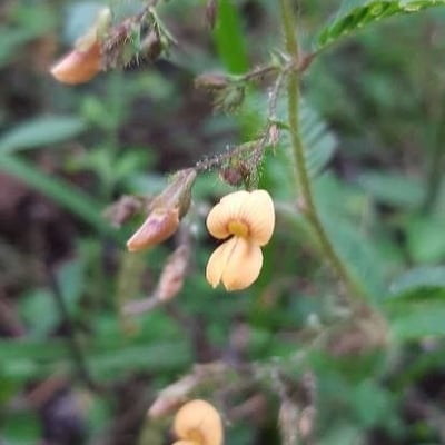 Aeschynomene americana — flower